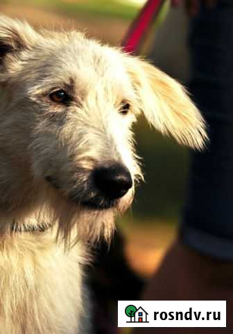 Собака ищет ответственного хозяина Воронеж - изображение 1