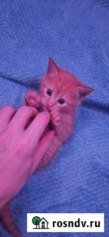 Рыжая девочка (Всем нравятся рыжие) Вышний Волочек - изображение 1