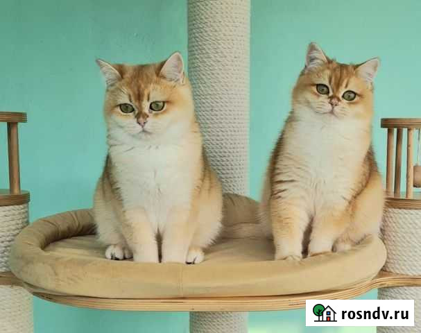 Британская золотая шиншилла Благовещенск - изображение 1