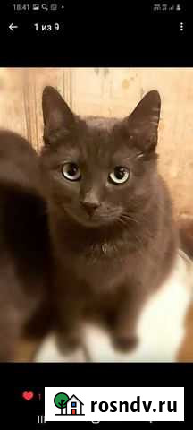 Кошки Саранск - изображение 1