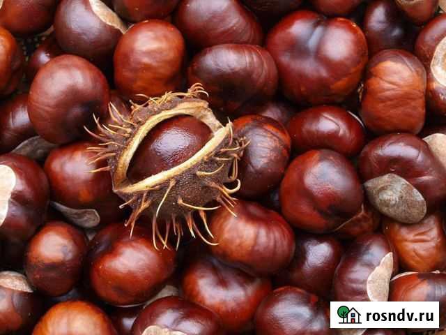 Каштан конский Воронеж - изображение 1