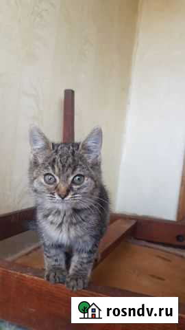 Котенок Ксения Анапа - изображение 1