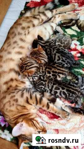 Бенгальские котята Самара - изображение 1