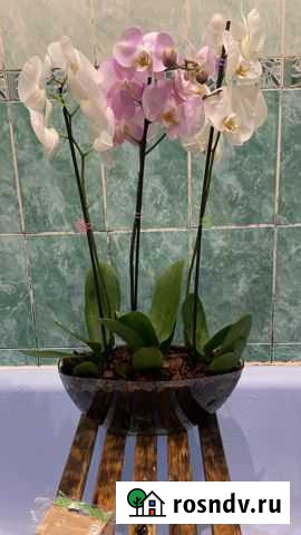 Орхидея фаленопсис композиция Воронеж - изображение 1