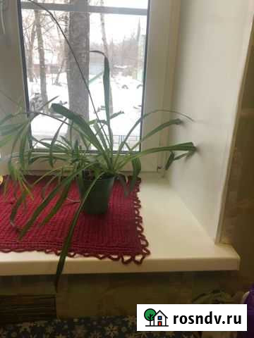 Хлорофитум Нижний Новгород - изображение 1