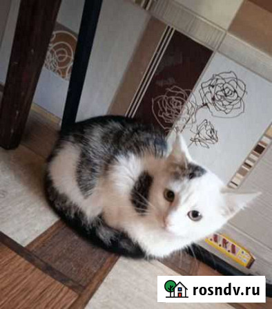 Котик бесплатно в добрые руки Луховицы - изображение 1