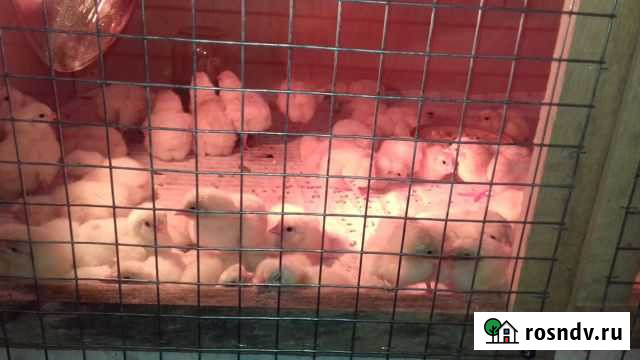 Цыплята бройлеров кобб 500 Коркино - изображение 1