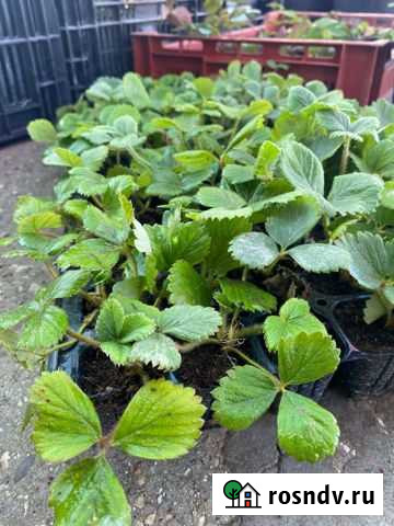 Рассада клубники Альба,Клери Севастополь - изображение 1