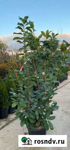 Лавровишня Сочи - изображение 1