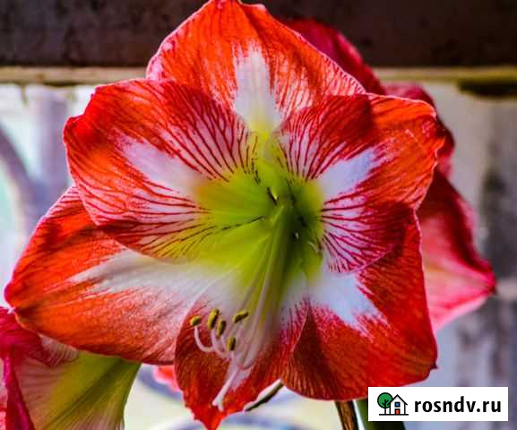 Луковицы амариллиса Иваново - изображение 1