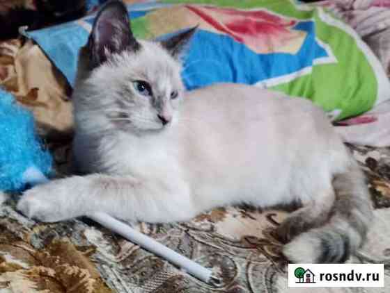 Котята Домодедово