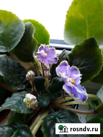 Фиалкилегкая грусть молоденькие, сортовые Нововоронеж - изображение 1