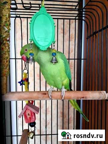 Ожереловый попугай Москва - изображение 1