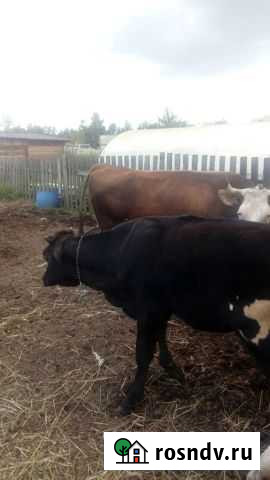 Тёлочка Великие Луки - изображение 1