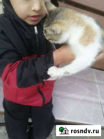 Кошечка ищет дом Казань - изображение 1