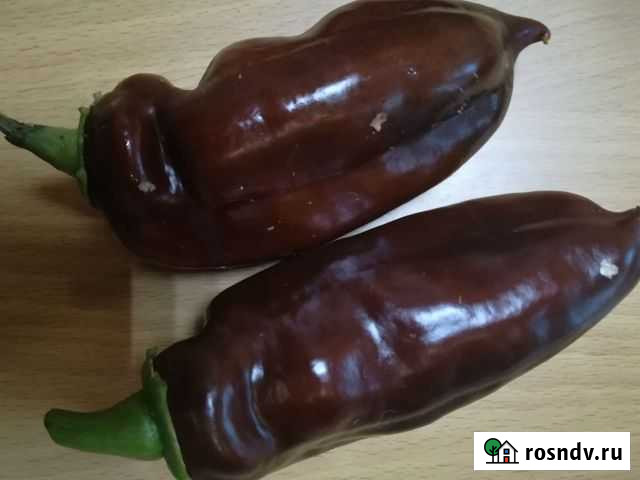 Семена перца Черный мавр Йошкар-Ола - изображение 1