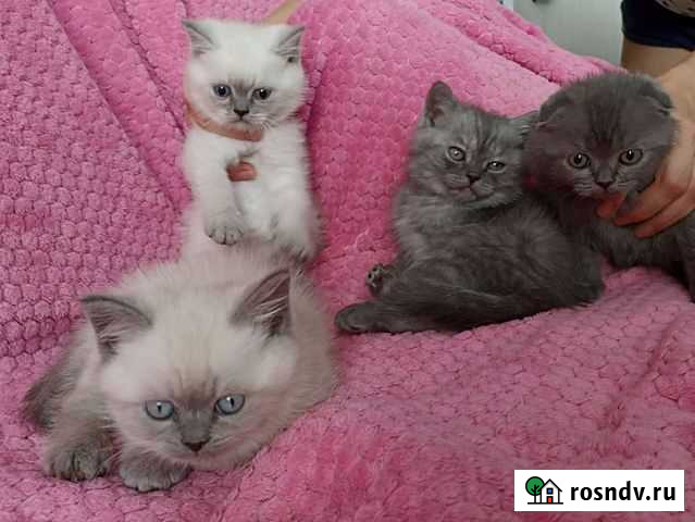 Британские котята Воронеж - изображение 1