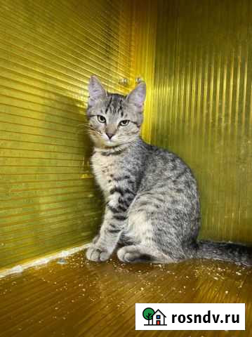 Котенок девочка в добрые руки Казань - изображение 1