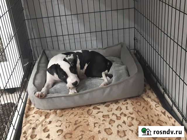 Клетка для собак 6 Энгельс - изображение 1