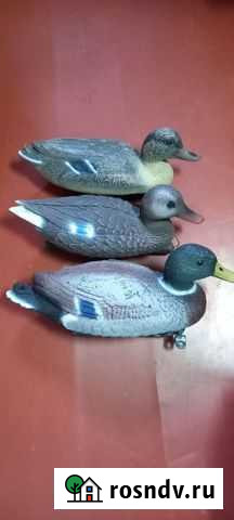 Утки подсадные для охоты Йошкар-Ола - изображение 1
