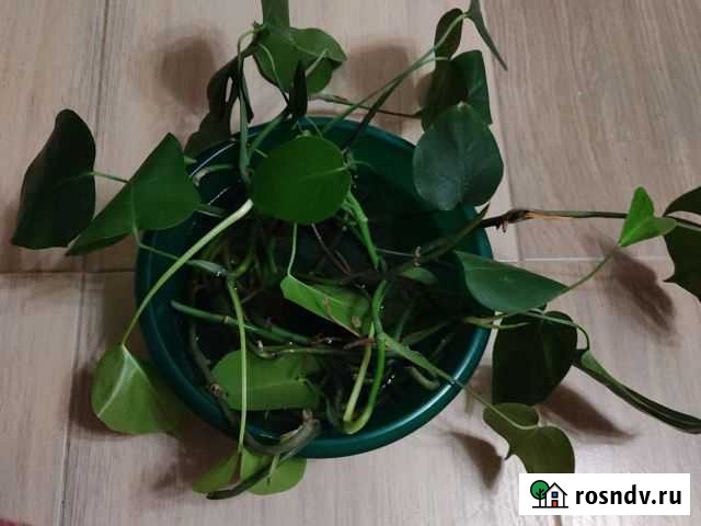 Монстера. меняю на сладости Старый Оскол - изображение 1