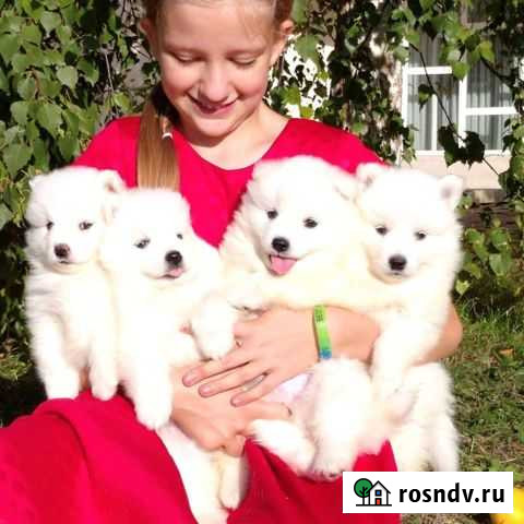 Шпицы белые мишки Симоненко - изображение 1