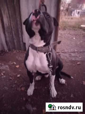 Ам. Стаф, Вязка Симферополь - изображение 1