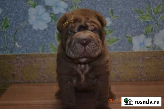 Шоколадное чудо Тверь - изображение 1