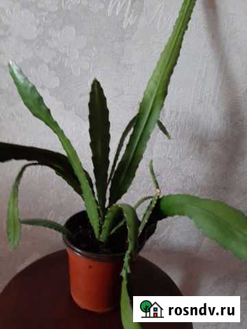 Рипсалидопсис Великий Новгород - изображение 1