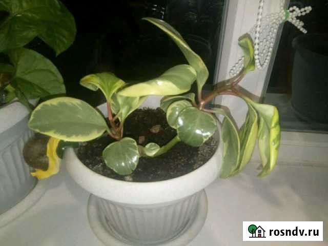 Комнатные растения разные Городище - изображение 1