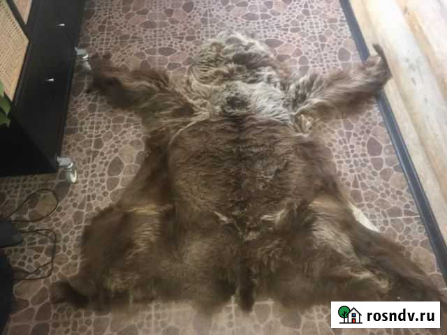 Шкура медведя (имитация ) Мурманск - изображение 1