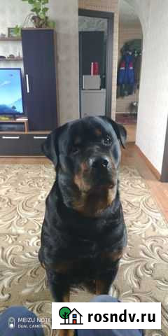 Вязка ротвейлера Благовещенск - изображение 1