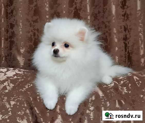 Щенки шпица Осинники - изображение 1