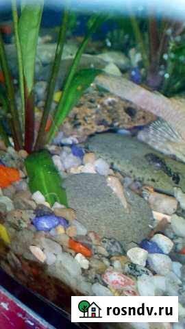 Сомики анцитрусы Алексеевка - изображение 1