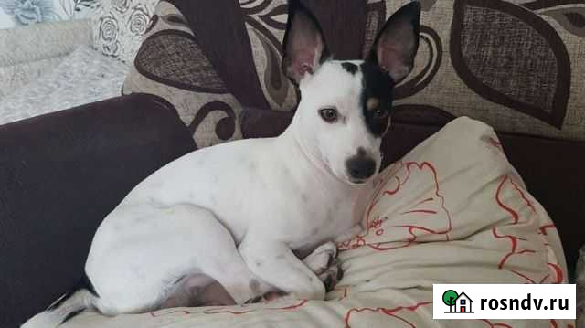 Собака Тюмень - изображение 1