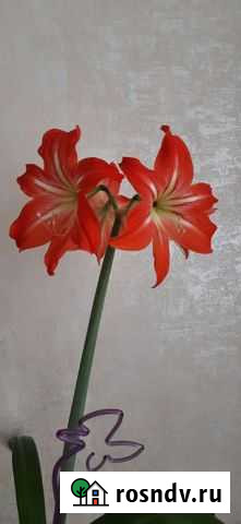 Амариллис Калуга - изображение 1