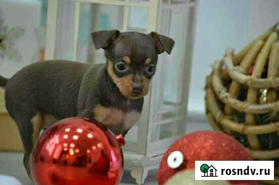 Шик, блеск, красота Тверь - изображение 1