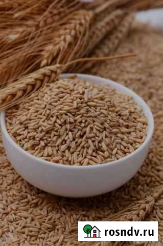 Зерно ячмень, упакован в биг бэг Казанская - изображение 1