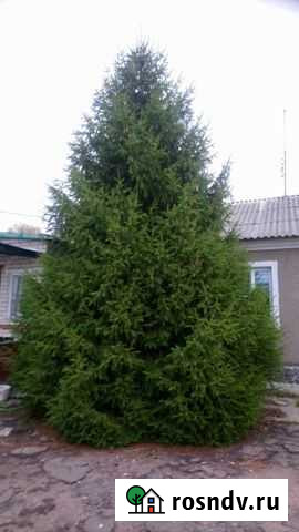 Ель большая зеленая живая Новая Усмань - изображение 1