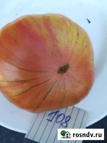 Семена томатов Канада Тверь - изображение 1