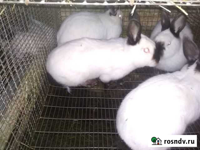 Кролик Саранск - изображение 1