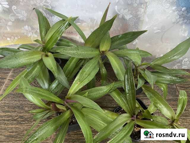 Комнатный цветок Рэо Рубцовск - изображение 1