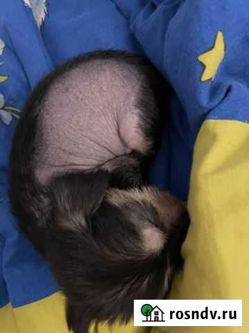 Щенок Тюмень - изображение 1