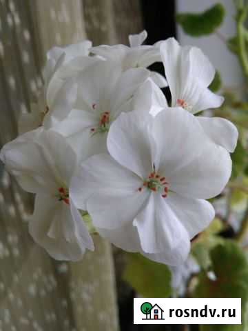 Пеларгония Брянск - изображение 1