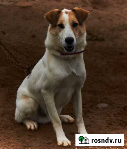 Ищет дом и семью молодой мальчишка Калуга - изображение 1