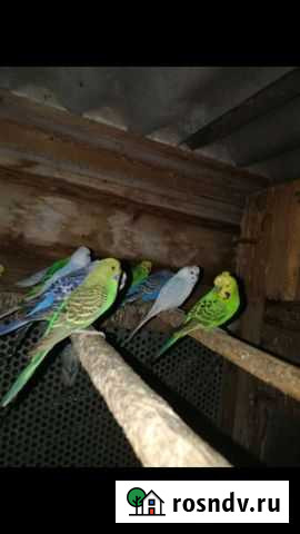 Попугаи волнистые розеллы какарики Азов - изображение 1