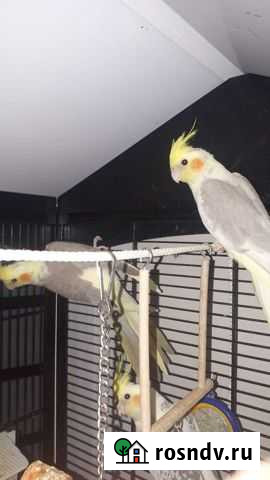 Птенцы кореллы Калининград - изображение 1
