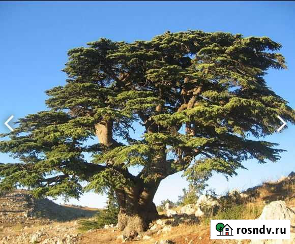 Ёлка Кедр ливанский Феодосия - изображение 1