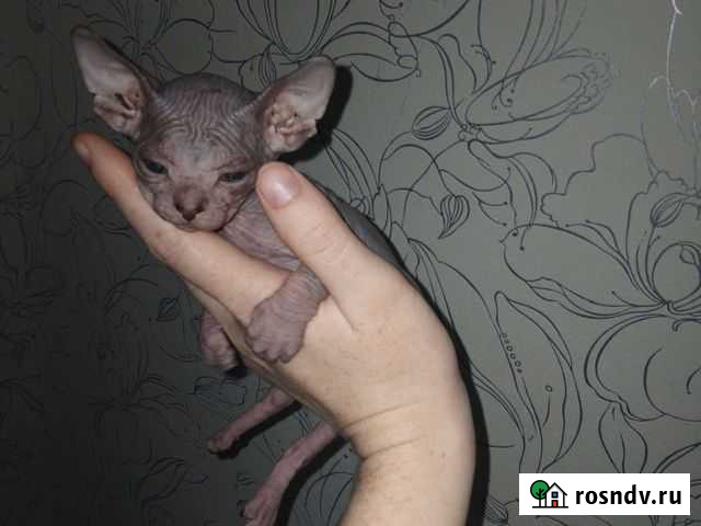 Донской сфинкс Волгоград - изображение 1