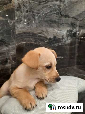 Щенки Дубовое - изображение 1